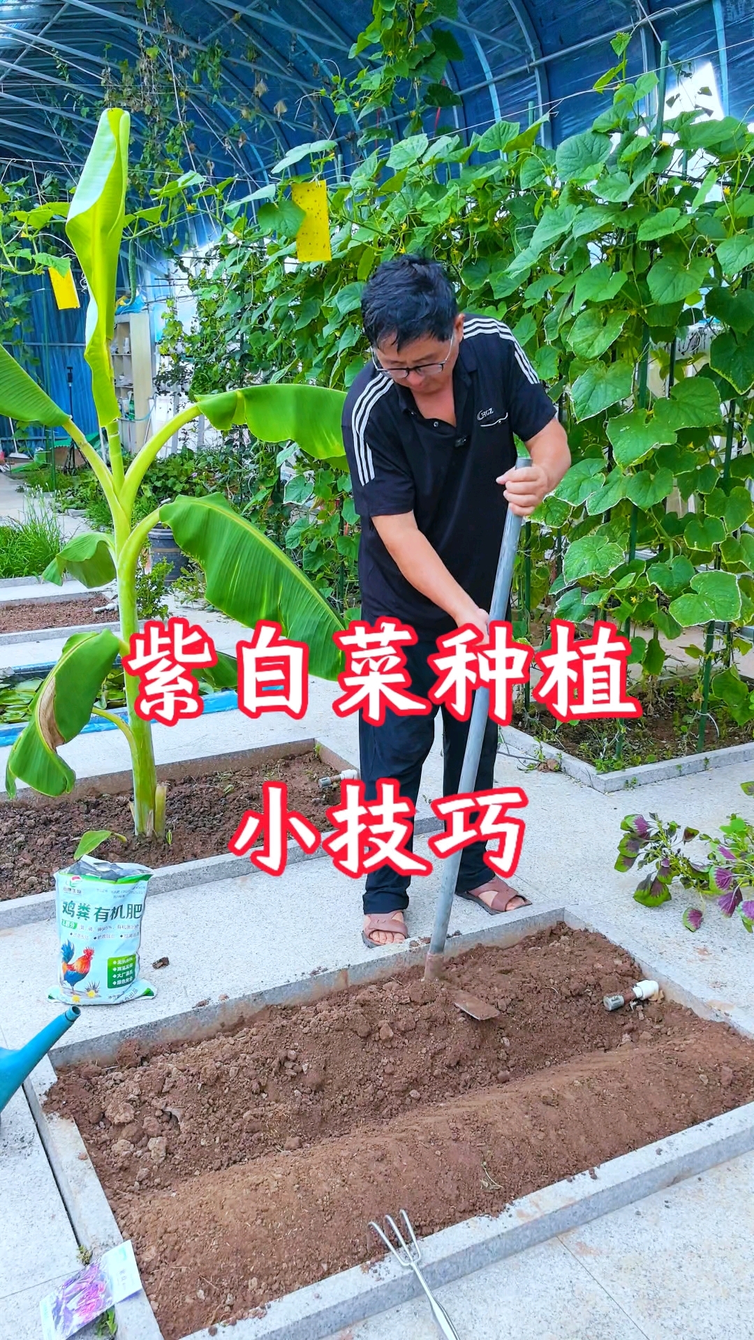 种植紫白菜,施足底肥,选对版的种子。 #快成长计划 #潮流生