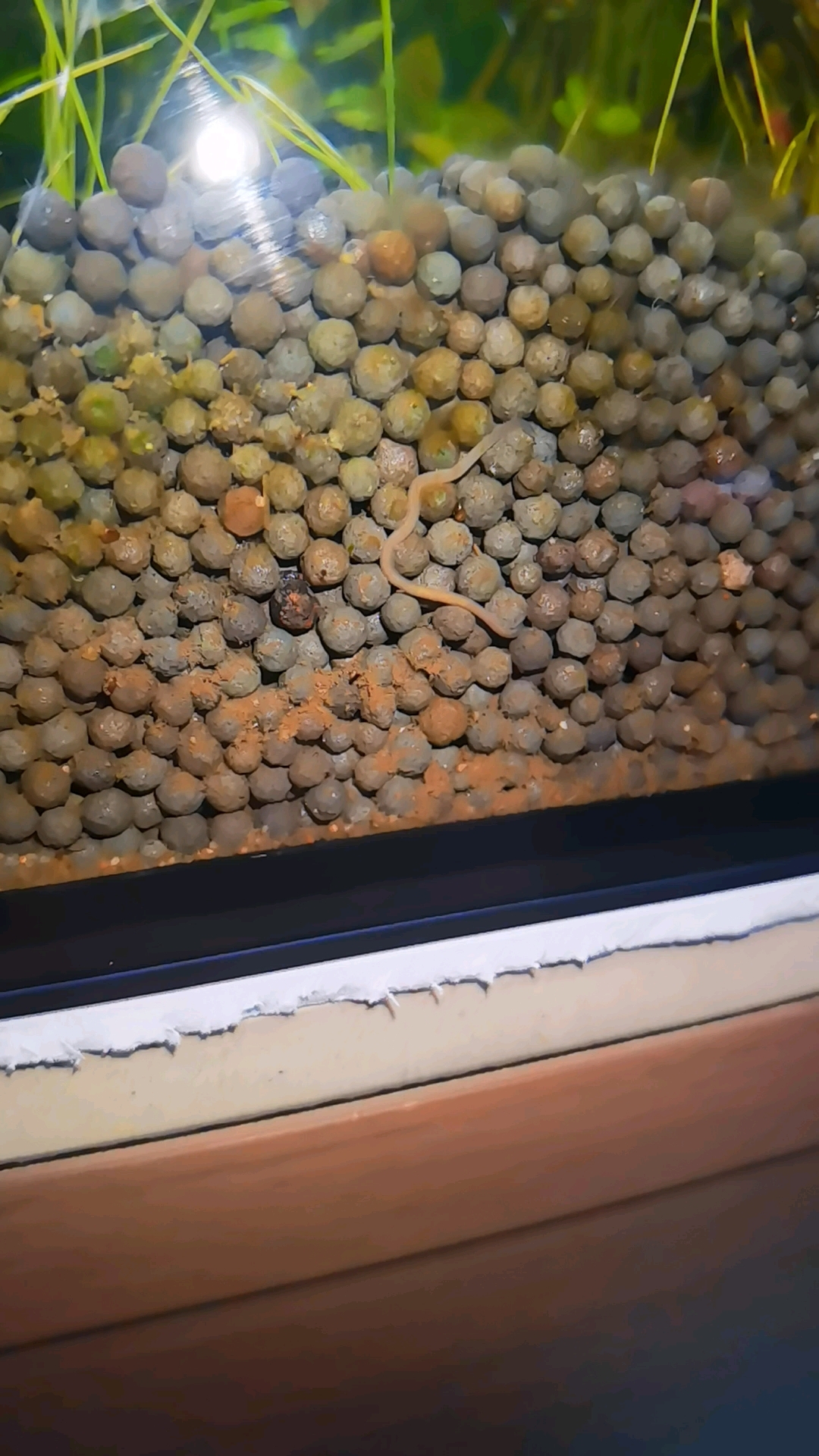 鱼缸水草泥里面的,这种虫子有认识的吗?会不会吃鱼虾?