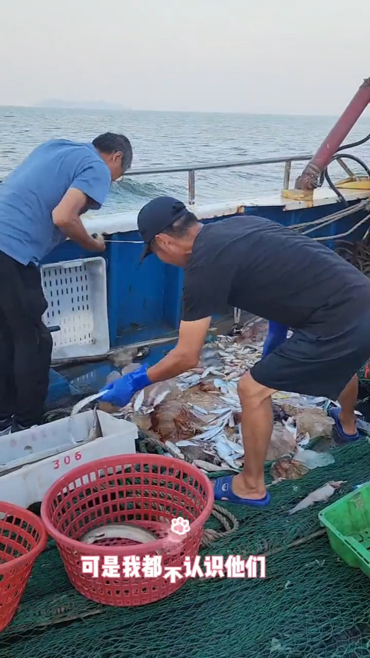 舟山出海捕鱼晨曦登船离樟州湾,海风扑面。渔网撒入碧波,期待中