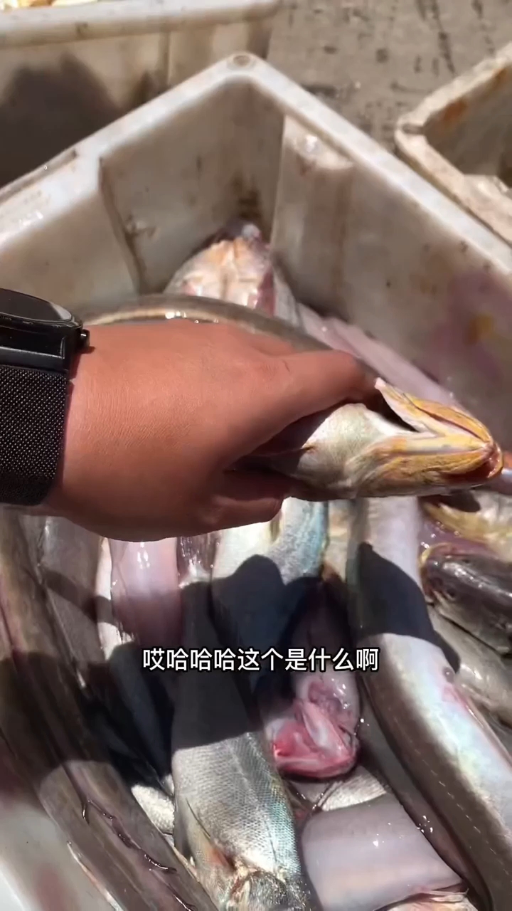 舟山朱家尖出海捕鱼 ,海风裹着咸湿气息扑面而来,船舷两侧鱼群