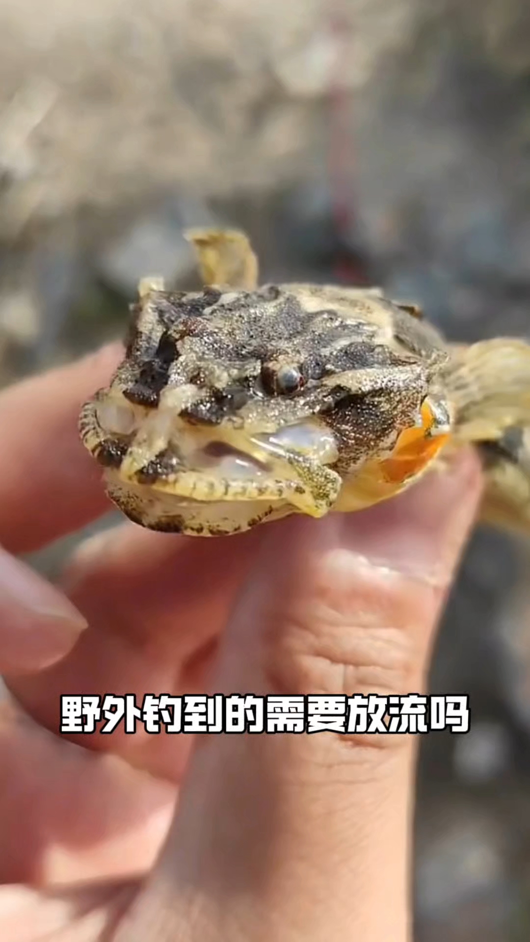 带你认识21种鱼类,有些鱼可不能随便带回家