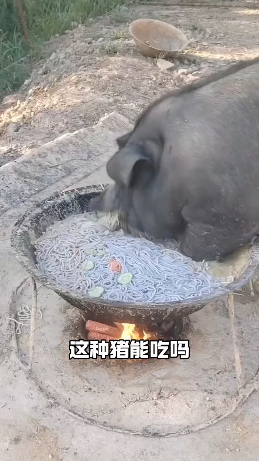 分享12种不同的猪,你见过哪几种猪呢?