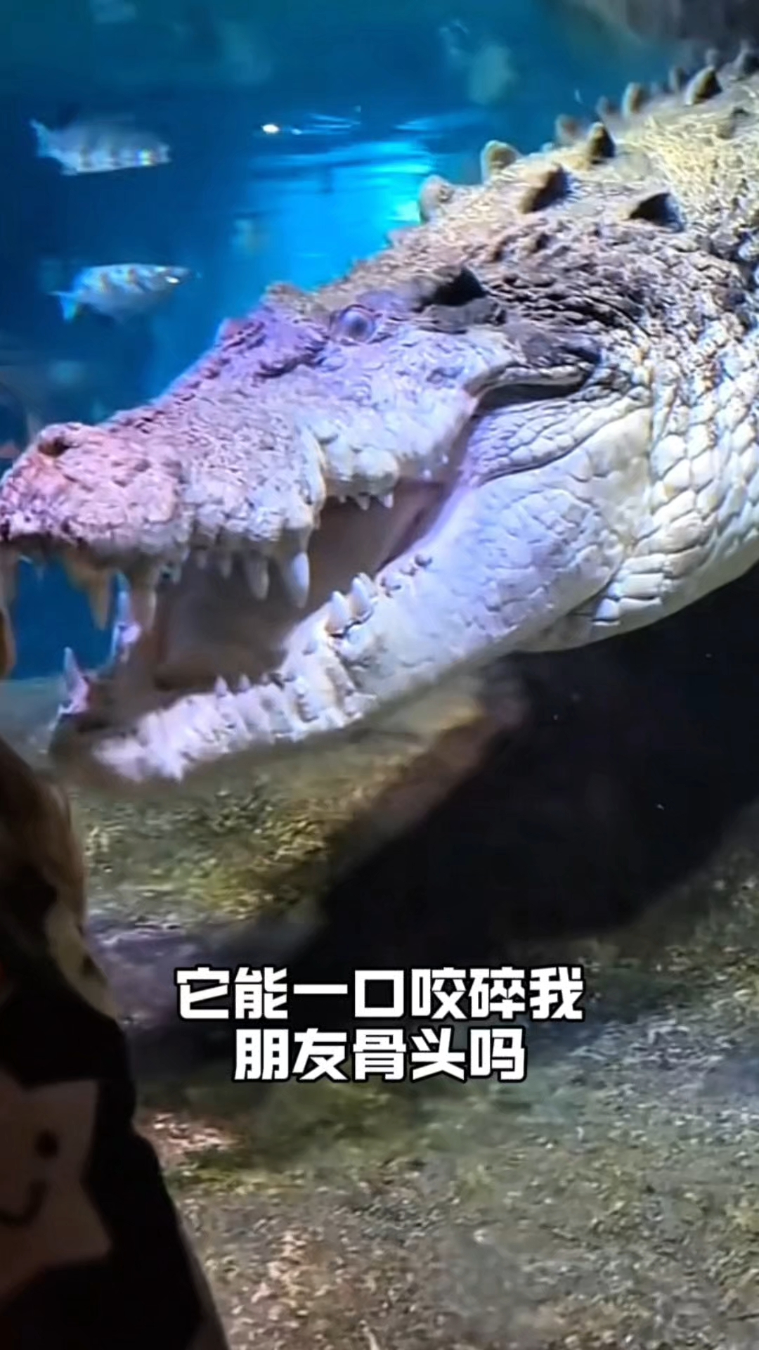 十大“活体液压钳”排行,最后一种颠覆认知