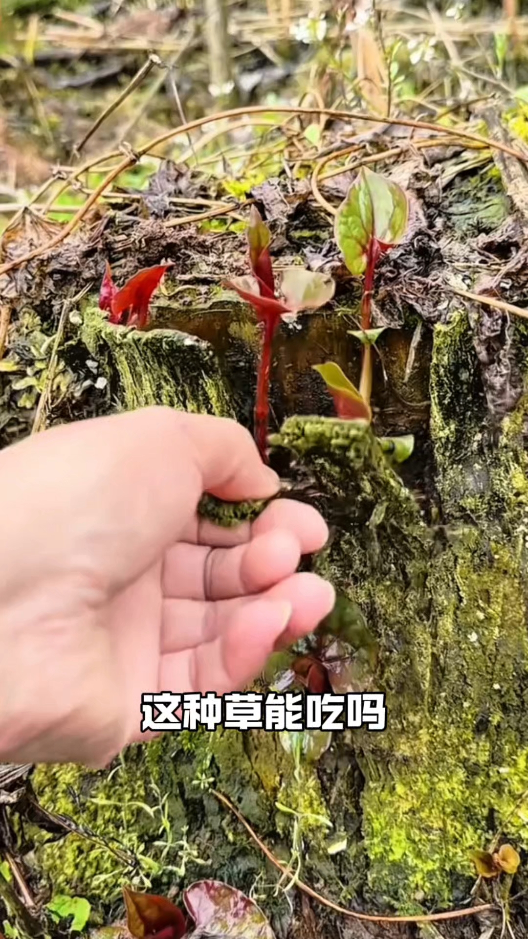 一口气带你认识30种野菜，有没有你吃过的呢？