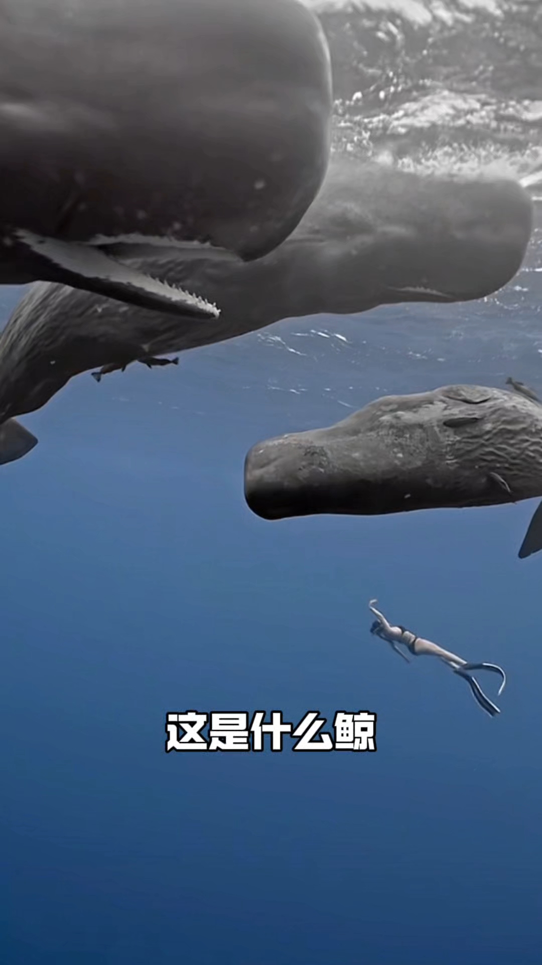分享几种不同的鲸鱼
