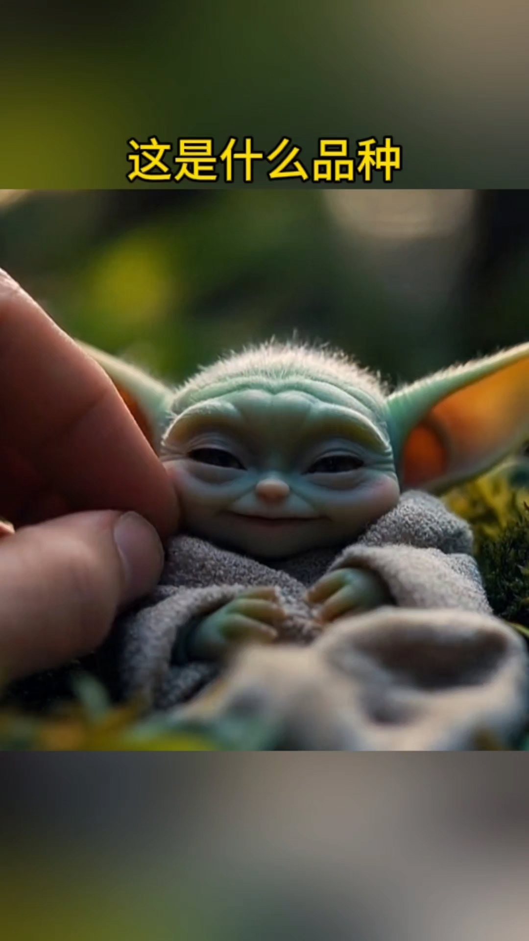 这是什么品种?