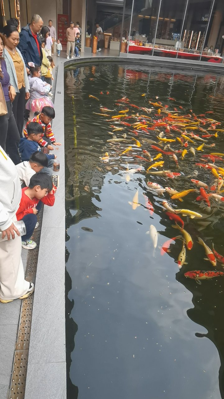 我想这样喂金鱼