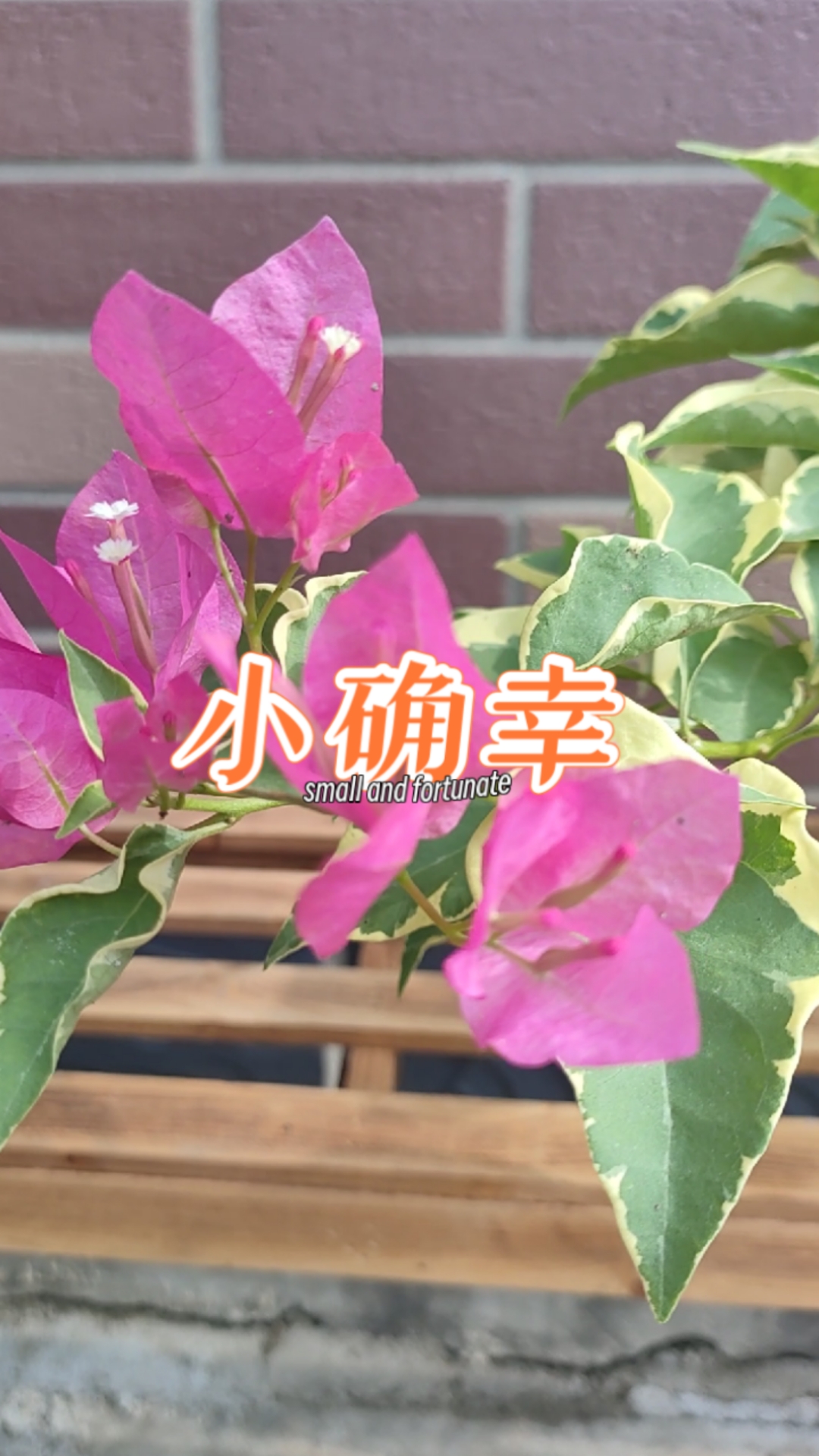 金边蜡染粉三角梅,太美了