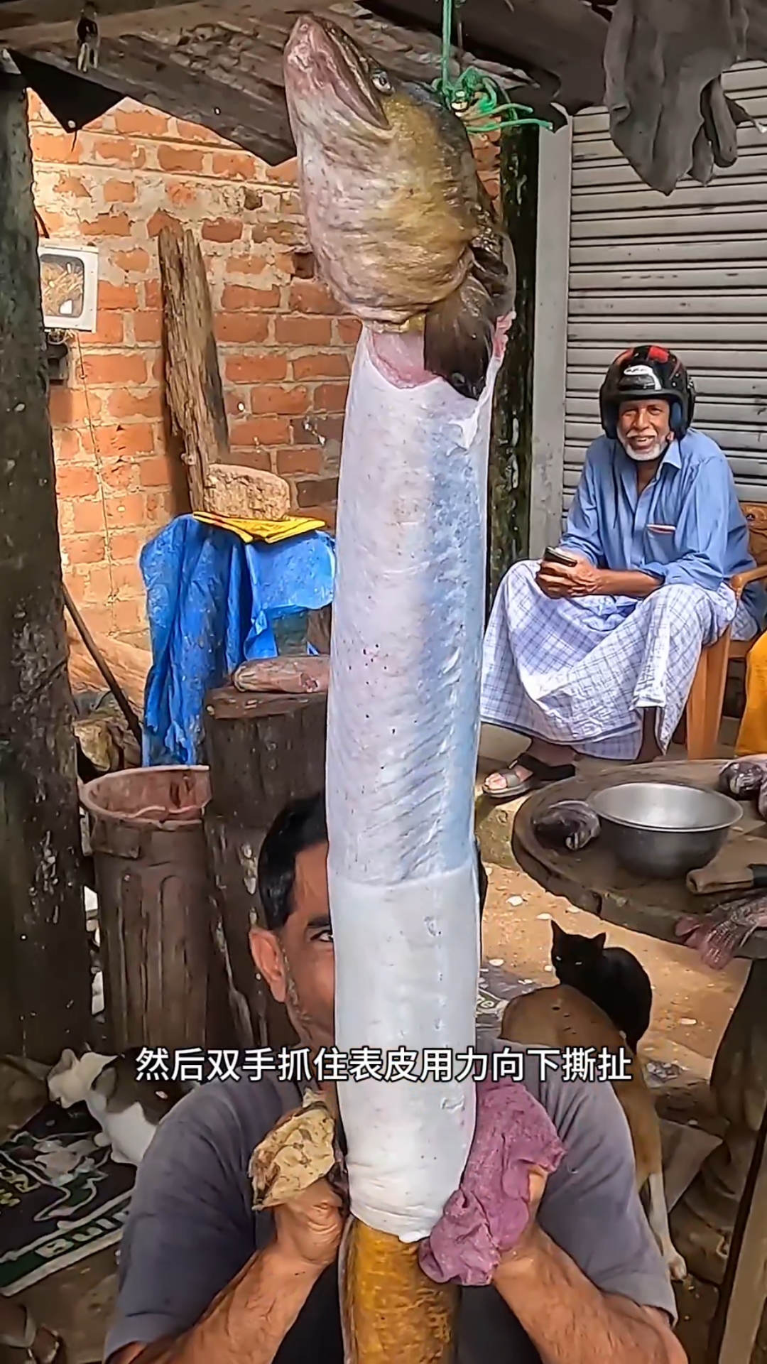 宰杀巨型河鳗