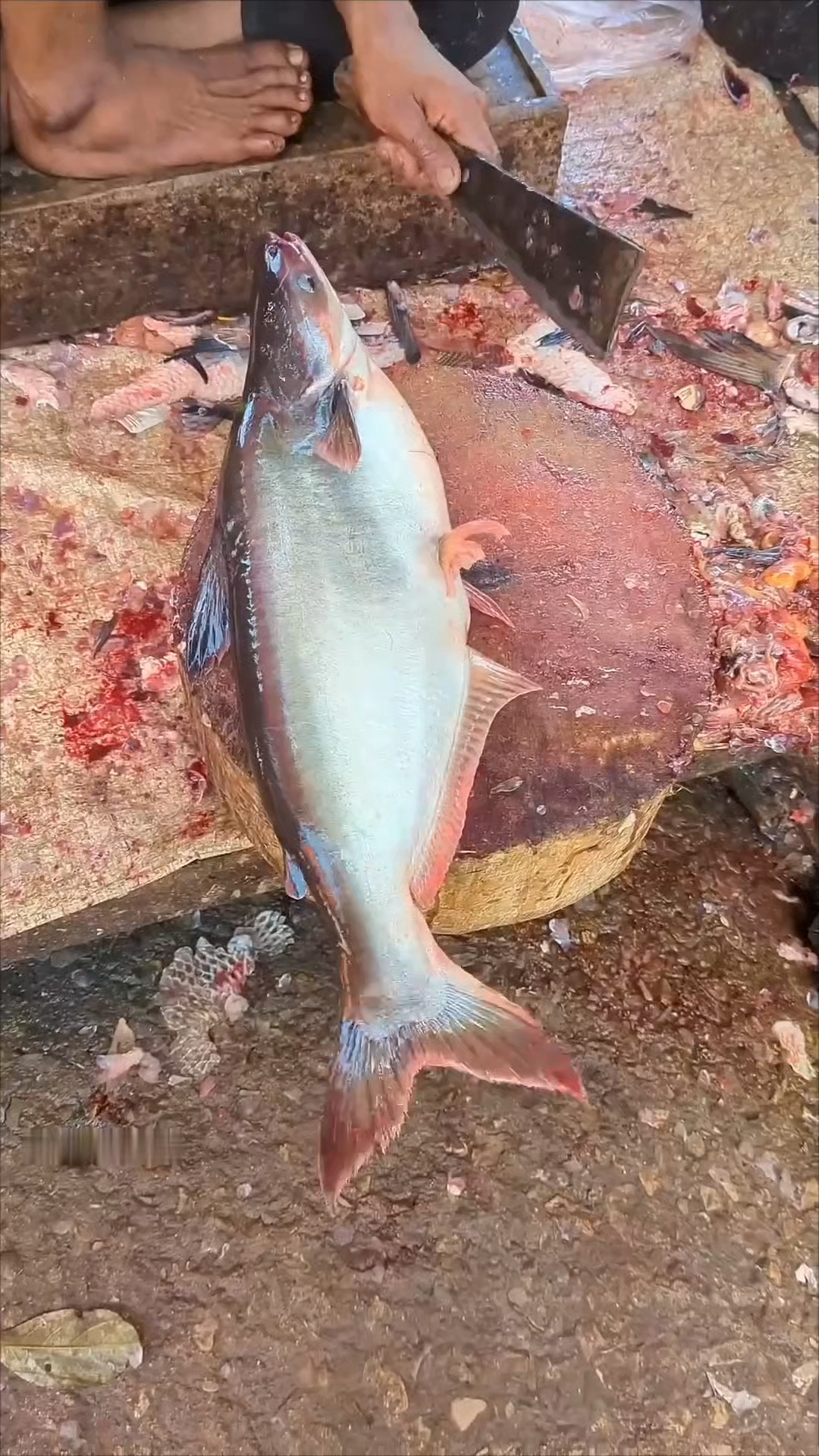 印度商贩丝滑杀鱼现场