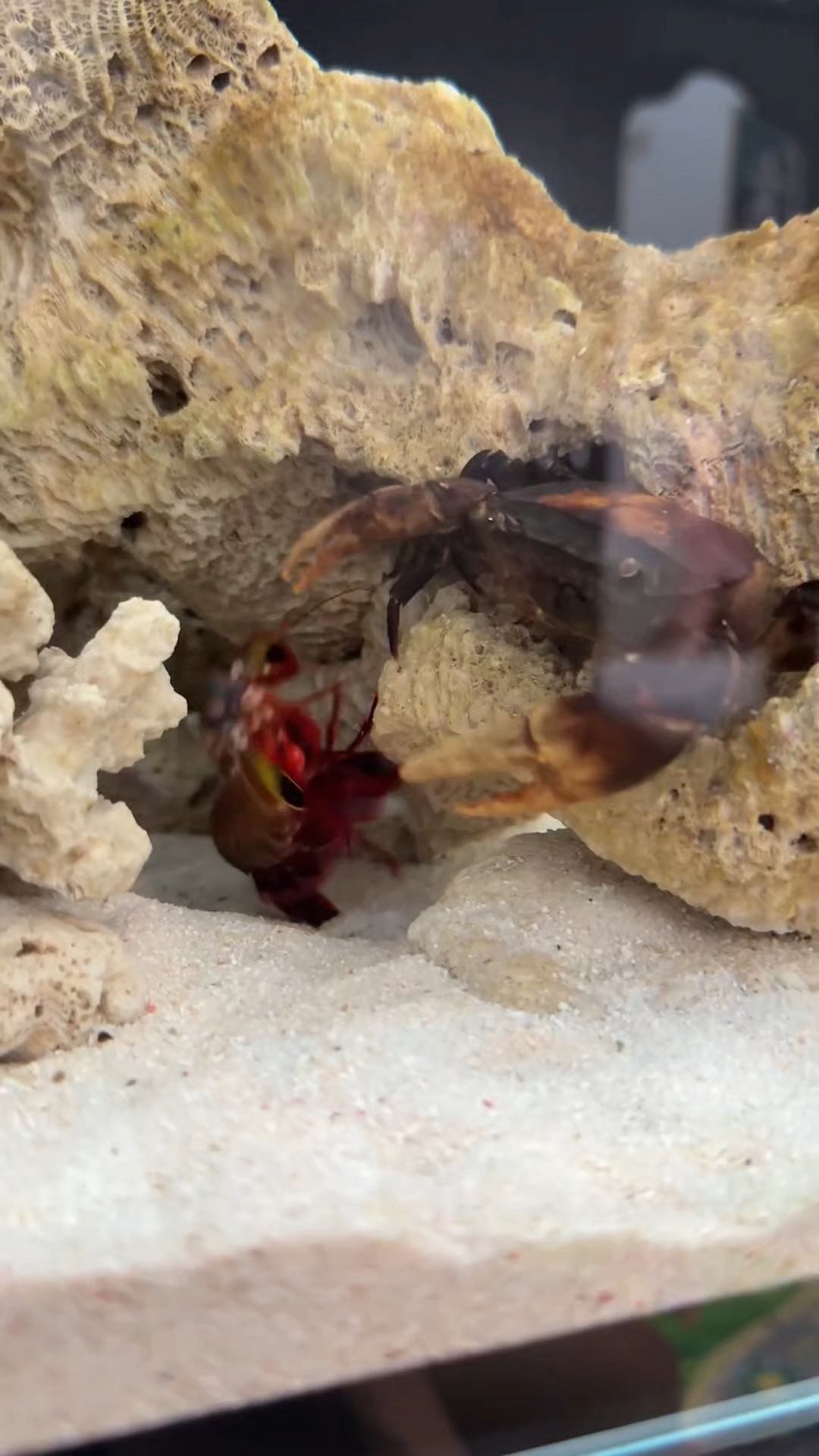 螃蟹大战螳螂虾