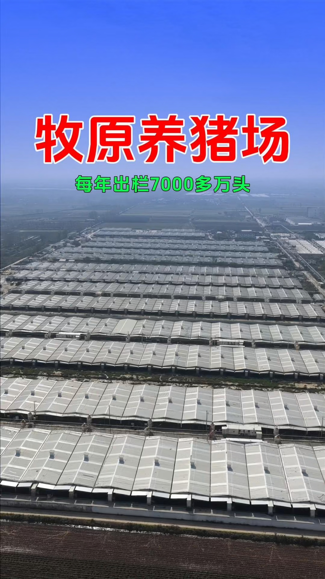 我国最大的养猪大户,河南牧原集团,全国设有1100多座养猪场