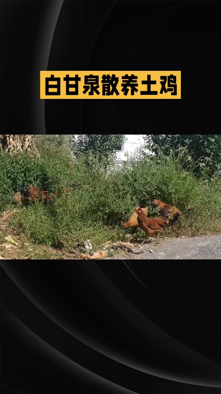 正宗山里散养的土鸡