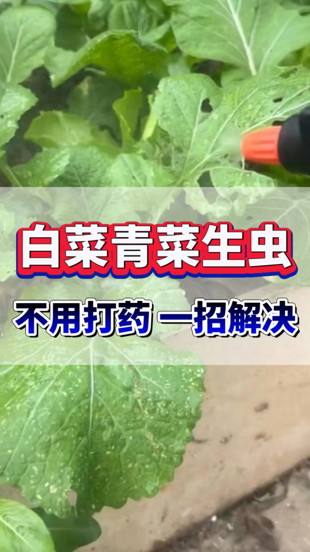 白菜青菜生虫不用打药一招解决它