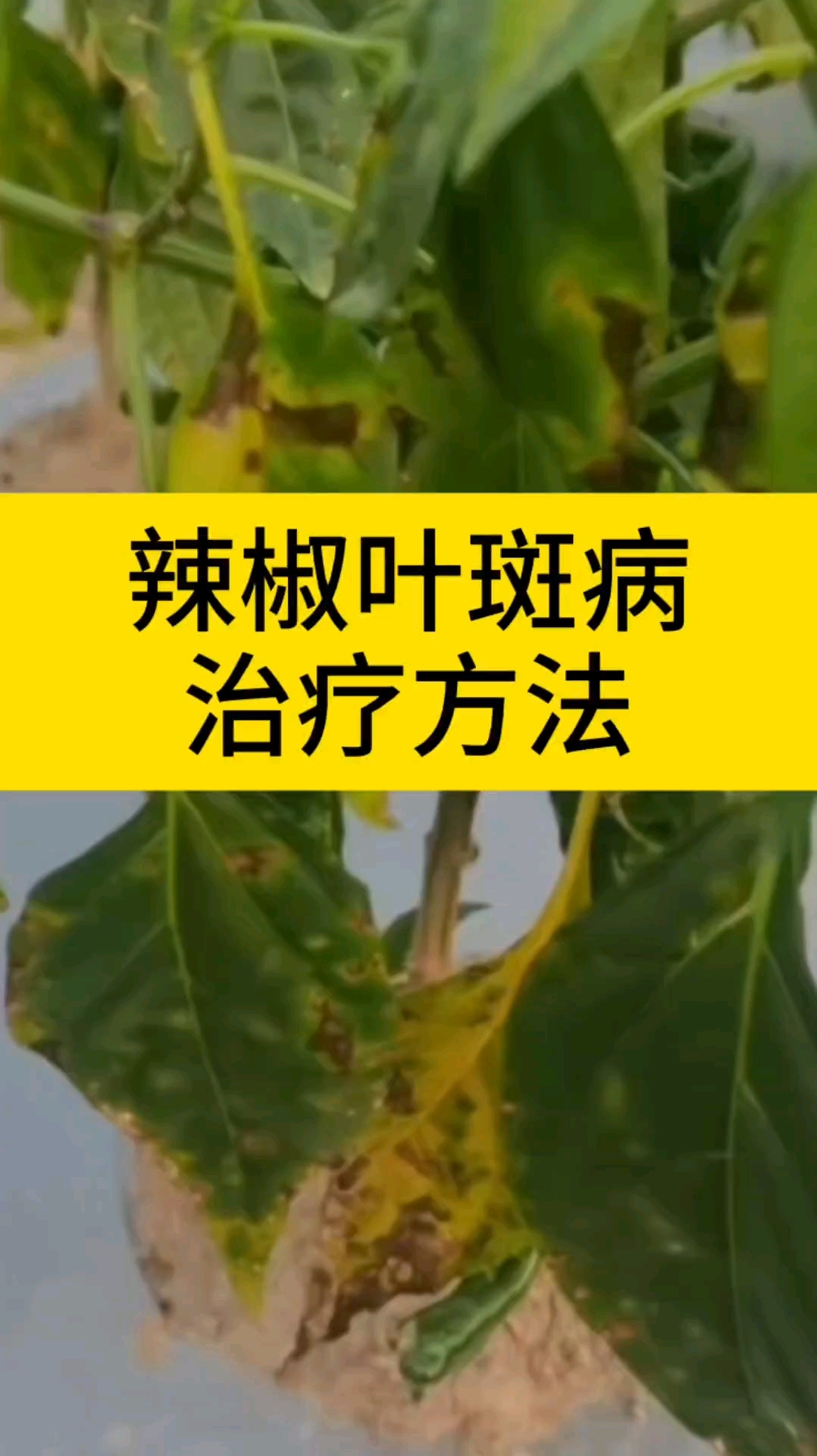辣椒叶斑病的治疗方法