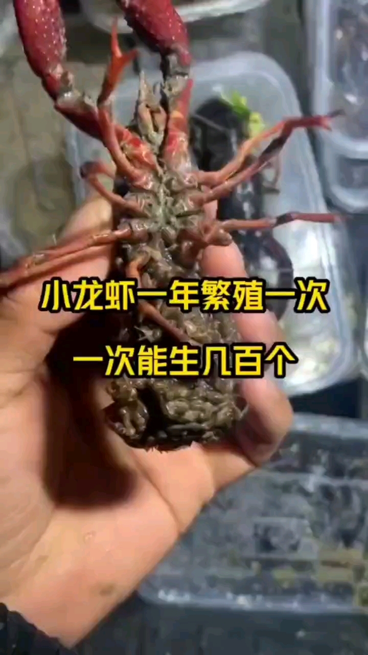 小龙虾产卵孵化在什么时间
