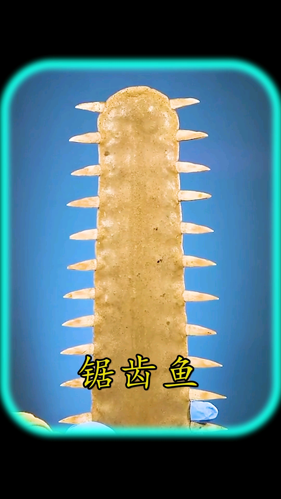 你有没有想过锯齿鱼锯齿是什么