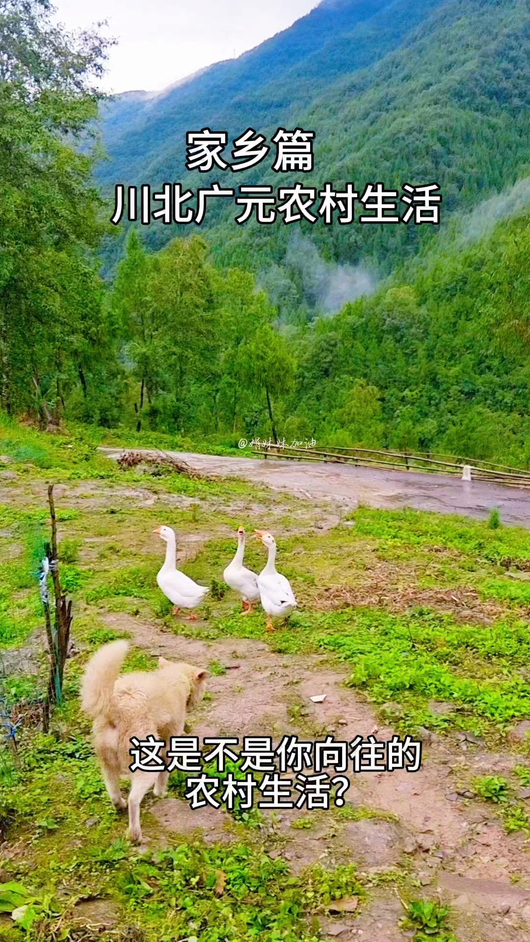 四川广元农村生活,看家护院的大黄和大白鹅,远处的山清水秀