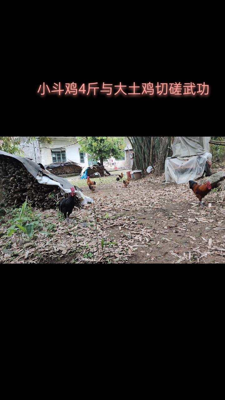 4斤斗鸡PK老土鸡能不能打10个