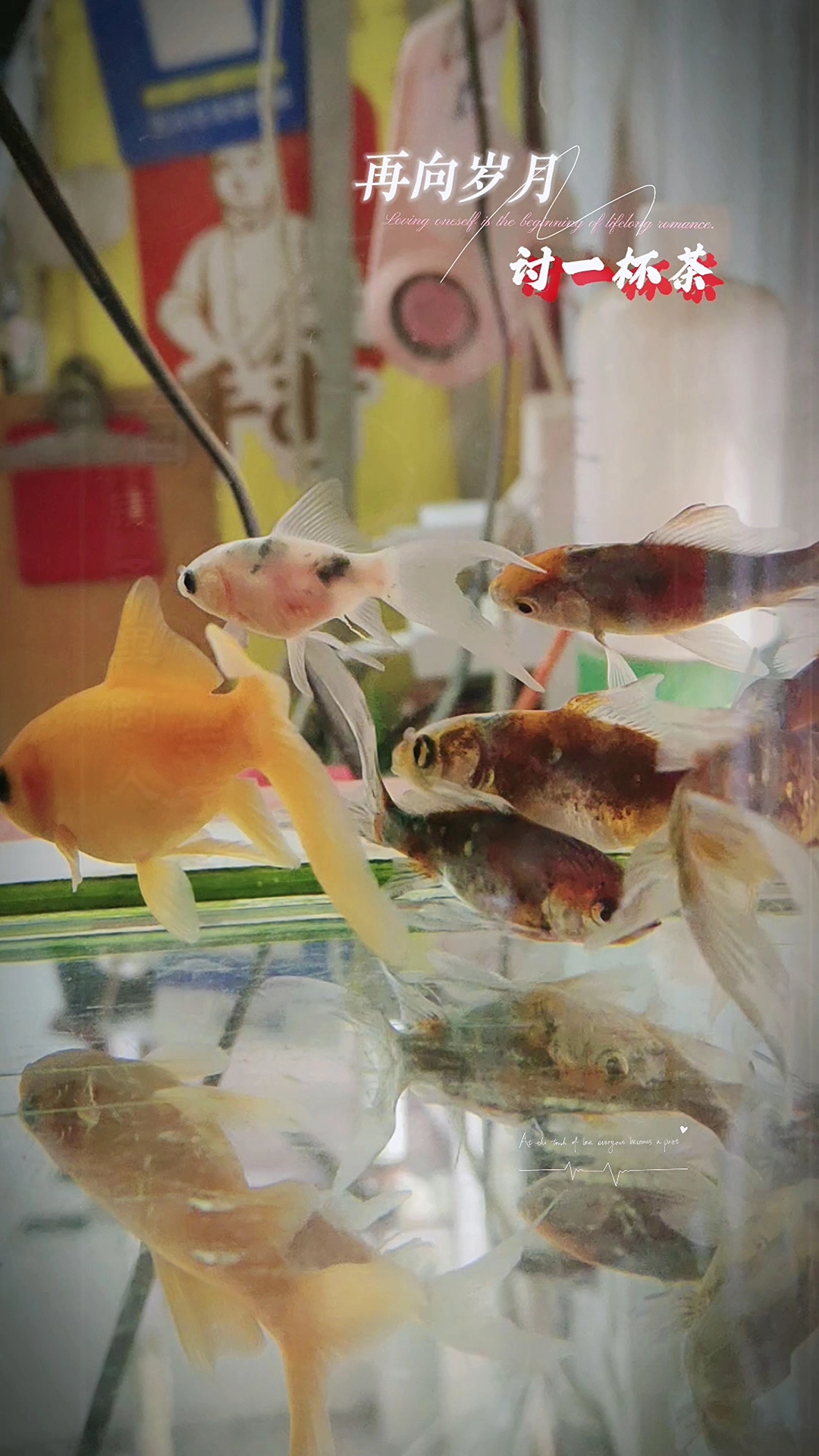 鱼的记忆