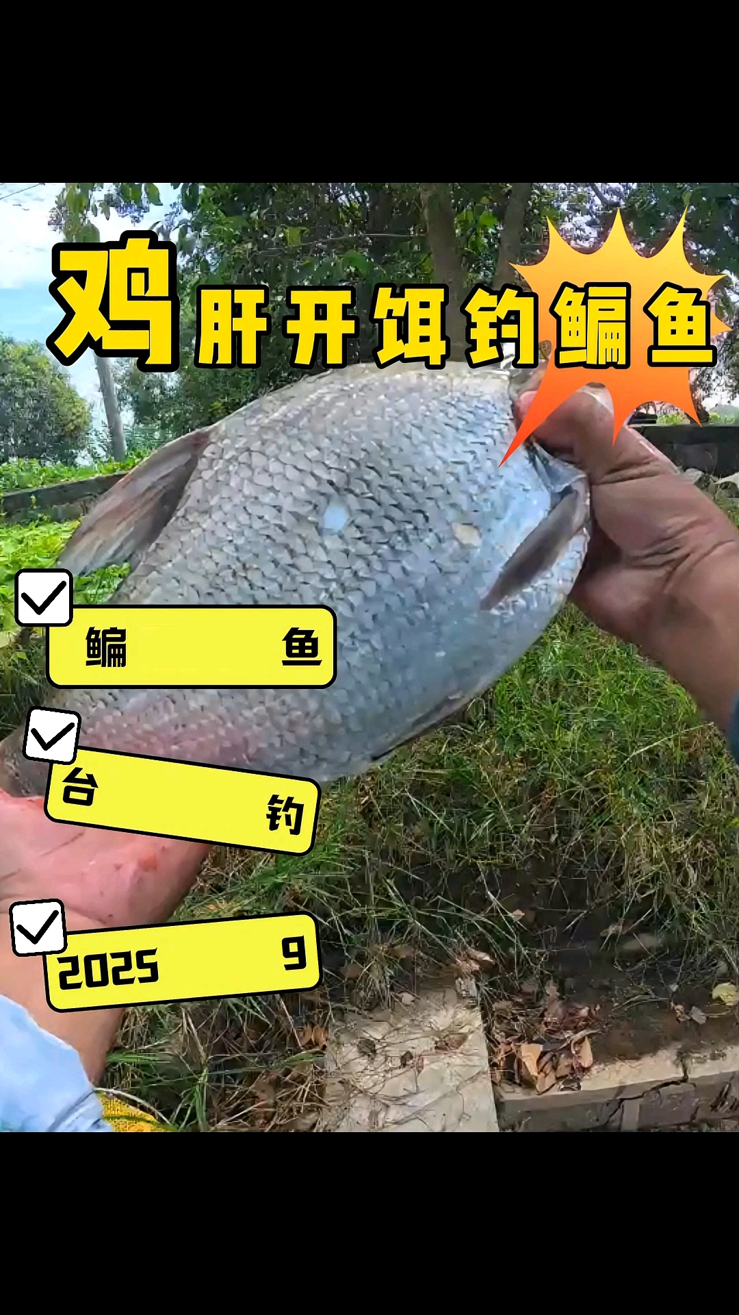 邪修钓鱼法之鸡肝钓鳊鱼