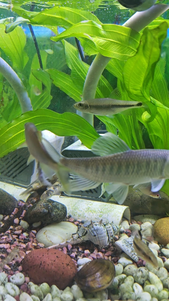 这马口鱼把我的青剑鱼拉出来了