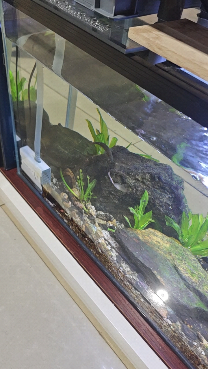 斗鱼和虾虎