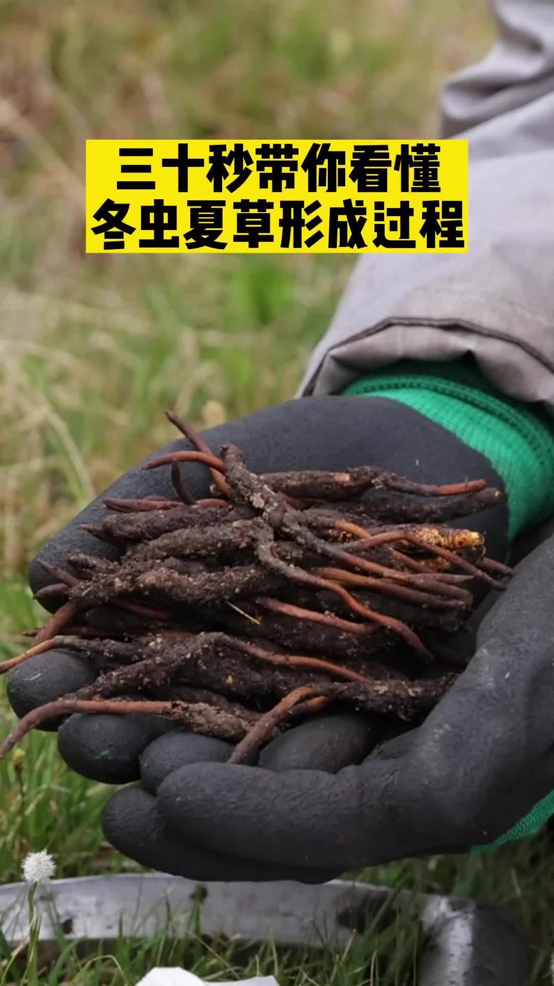 揭!冬虫夏草的形成过程