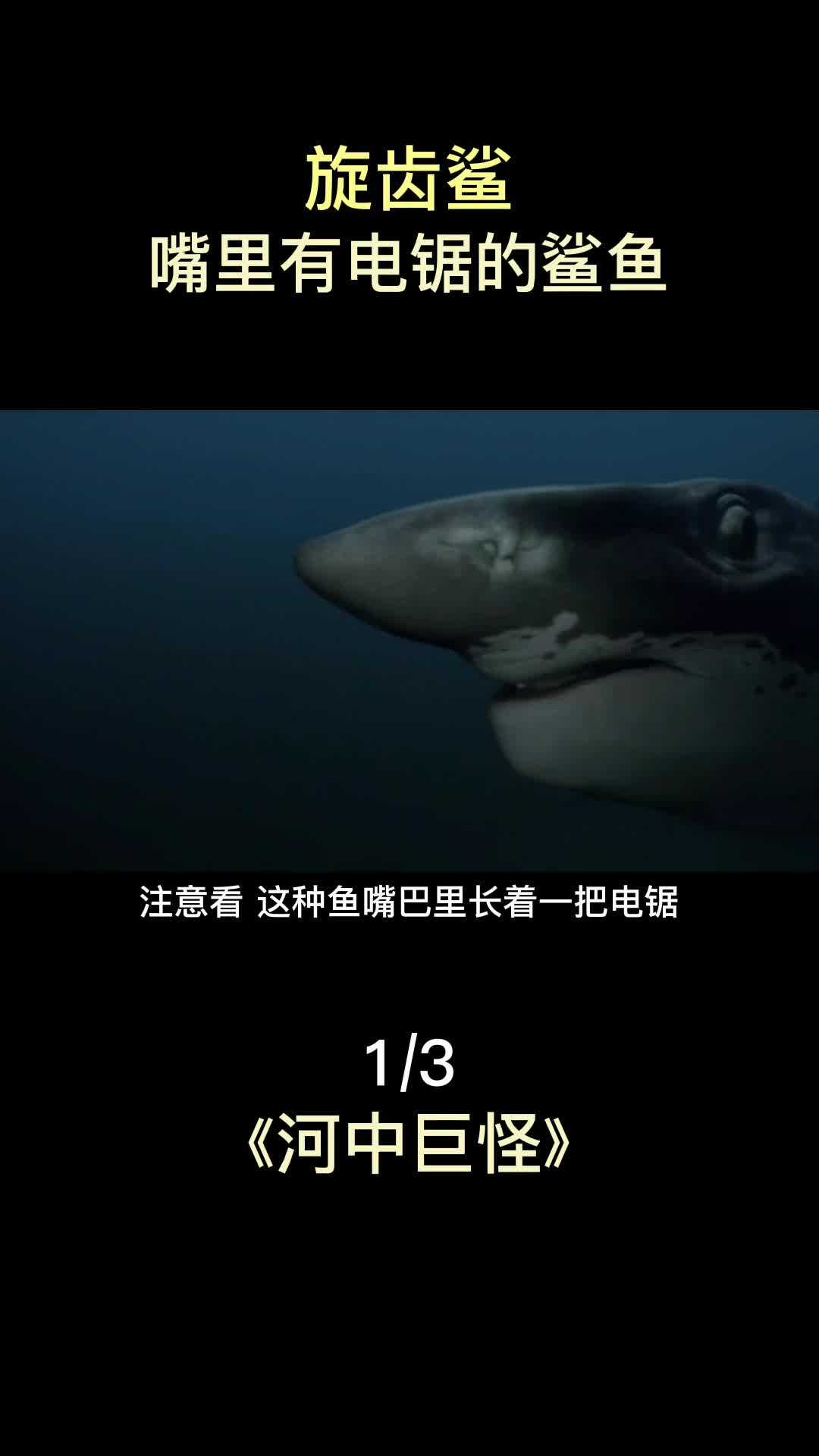 旋齿鲨:嘴里有电锯的鲨鱼,用电锯切开猎物