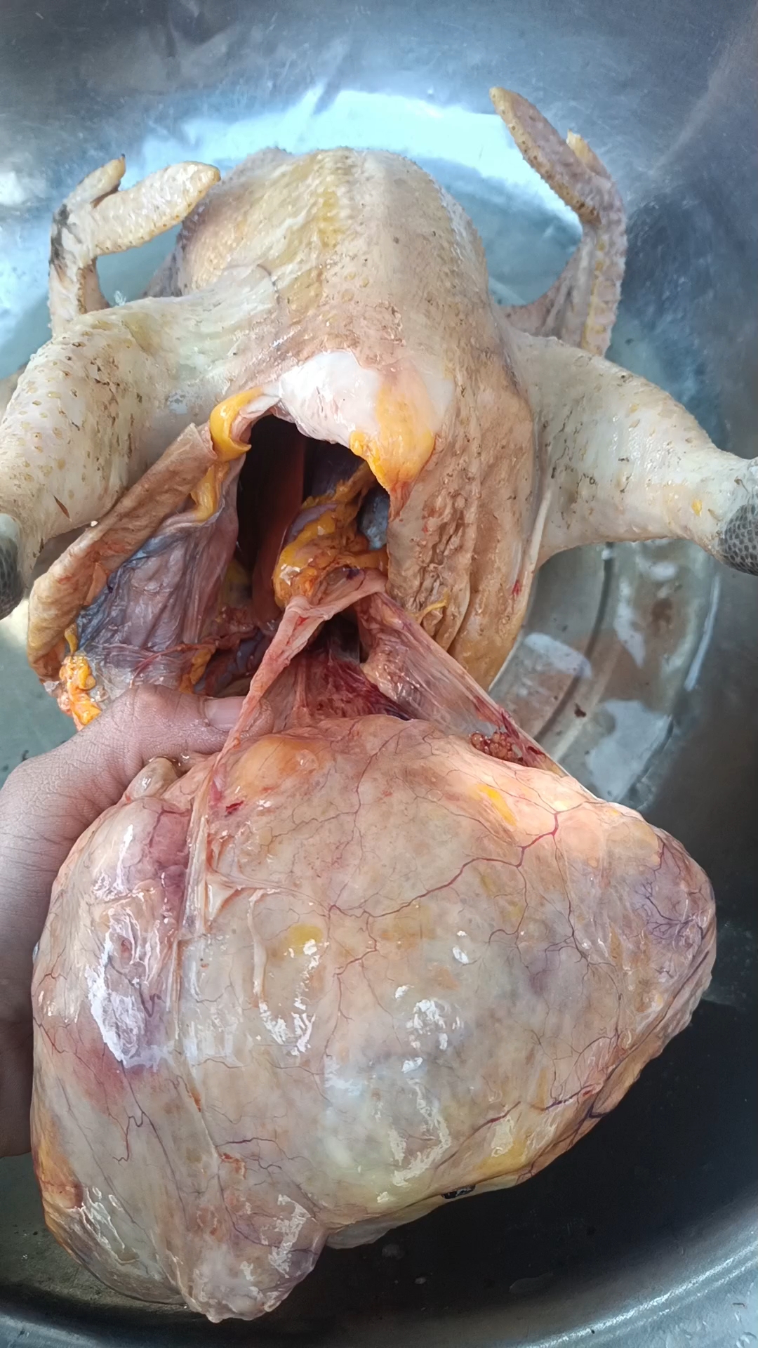 谁能告诉我,这是鸡宝吗?值钱吗?