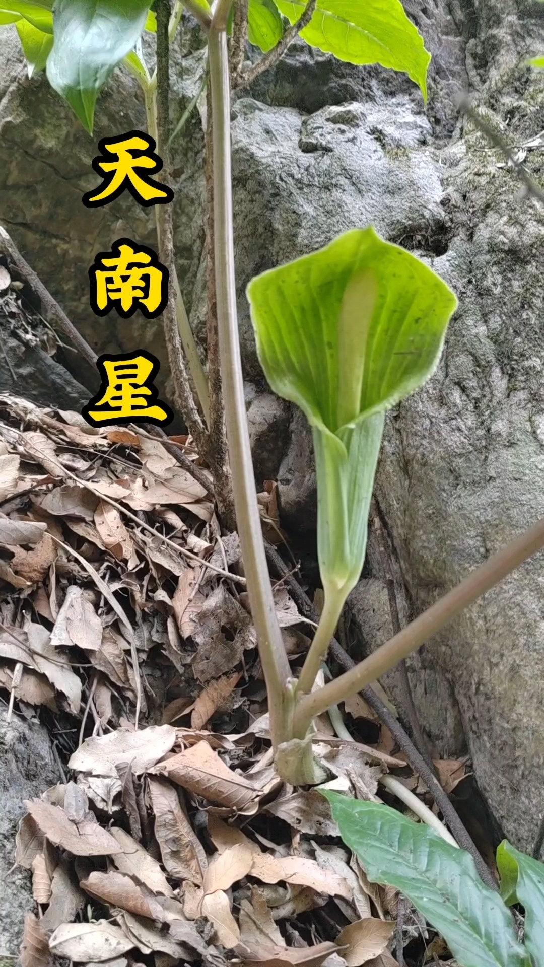 天南星又名虎掌收录于神农本草经下经，济生方里有导痰汤用过