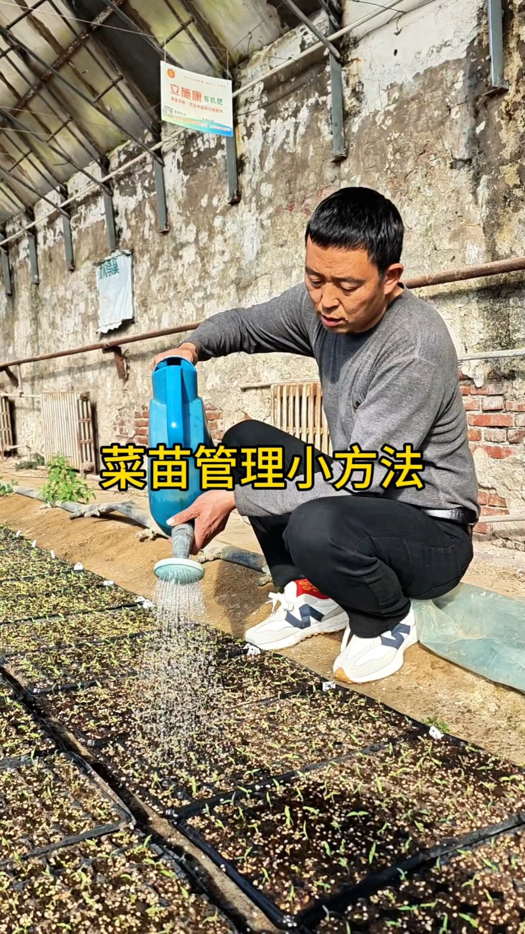 小菜苗如何浇水