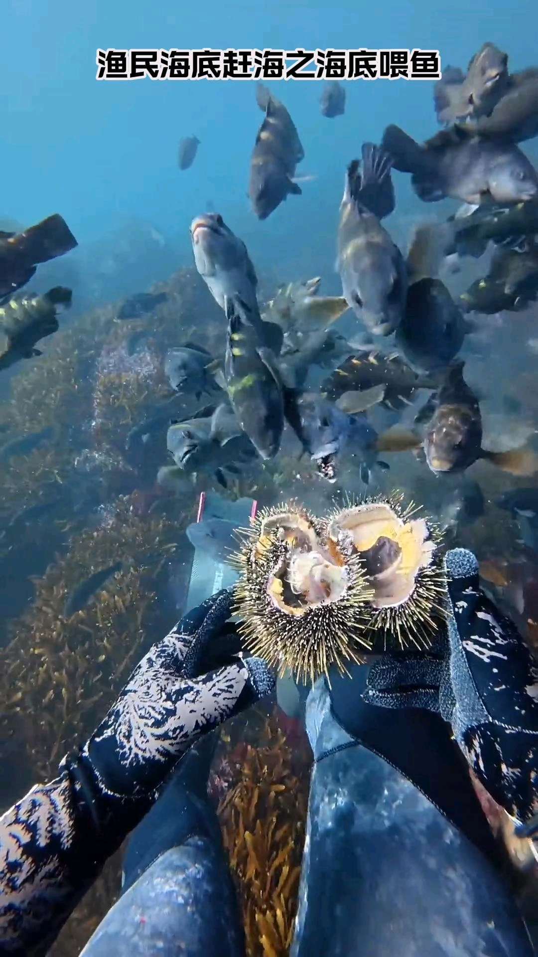 渔民海底赶海都能抓到什么 #赶海 #海底捞 #户外捕鱼
