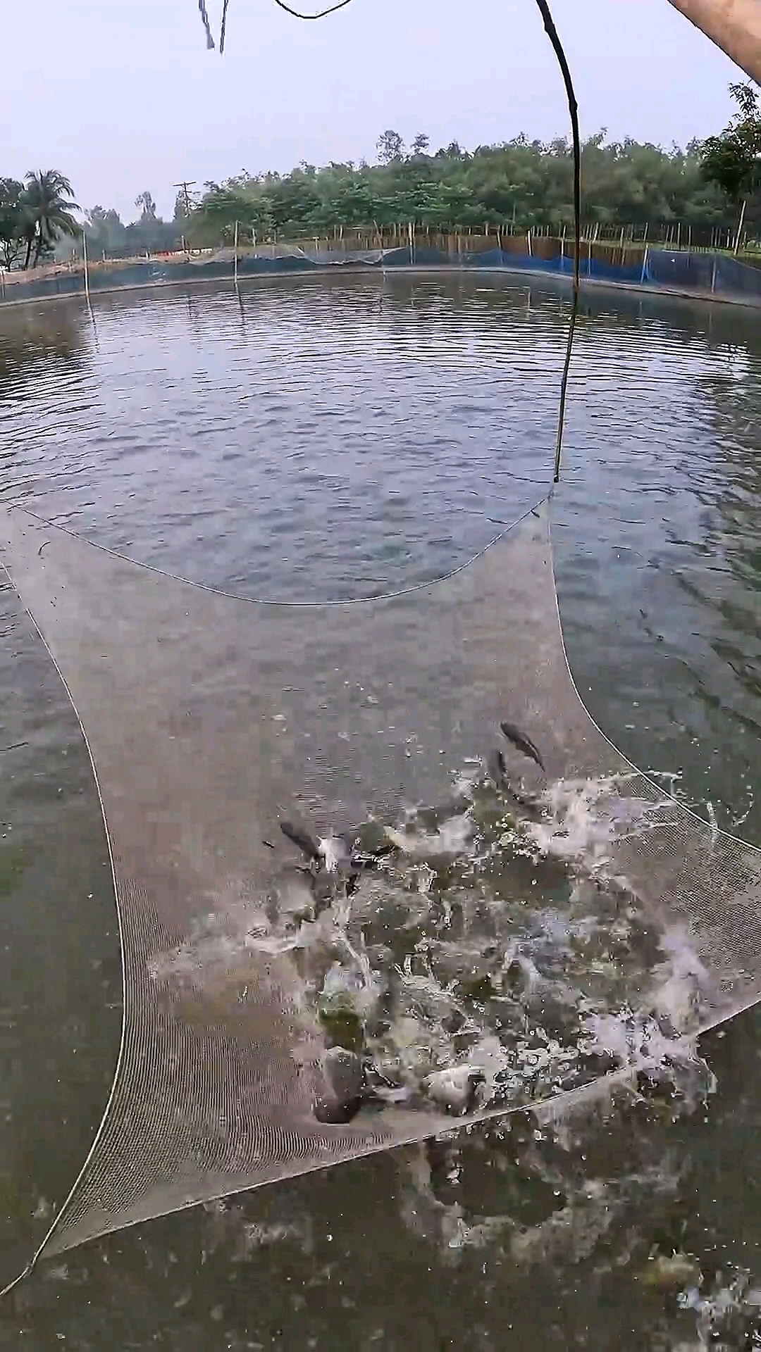 小伙用搬网捕鱼,收获非常丰盛。 #捕鱼  #钓鱼人  #户外