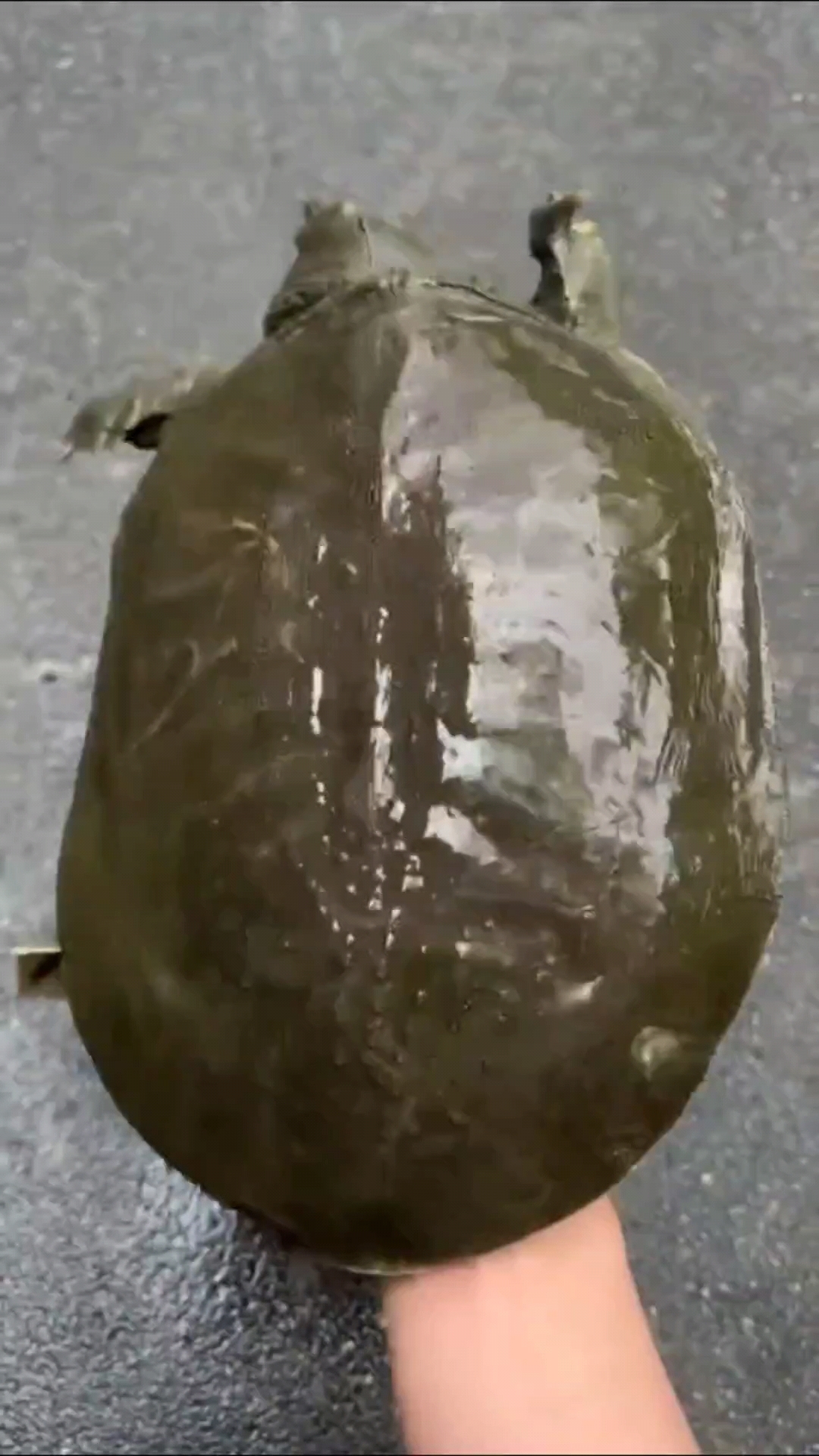 #甲鱼汤做法#小溪甲鱼怎么做有营养还好喝