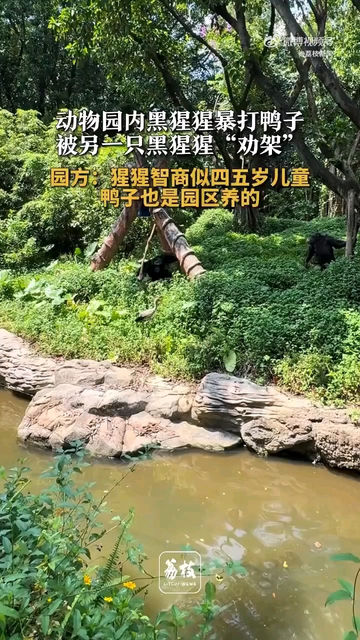 #动物园黑猩猩持木棍暴打鸭子#园方：猩猩智商死似四五岁儿童