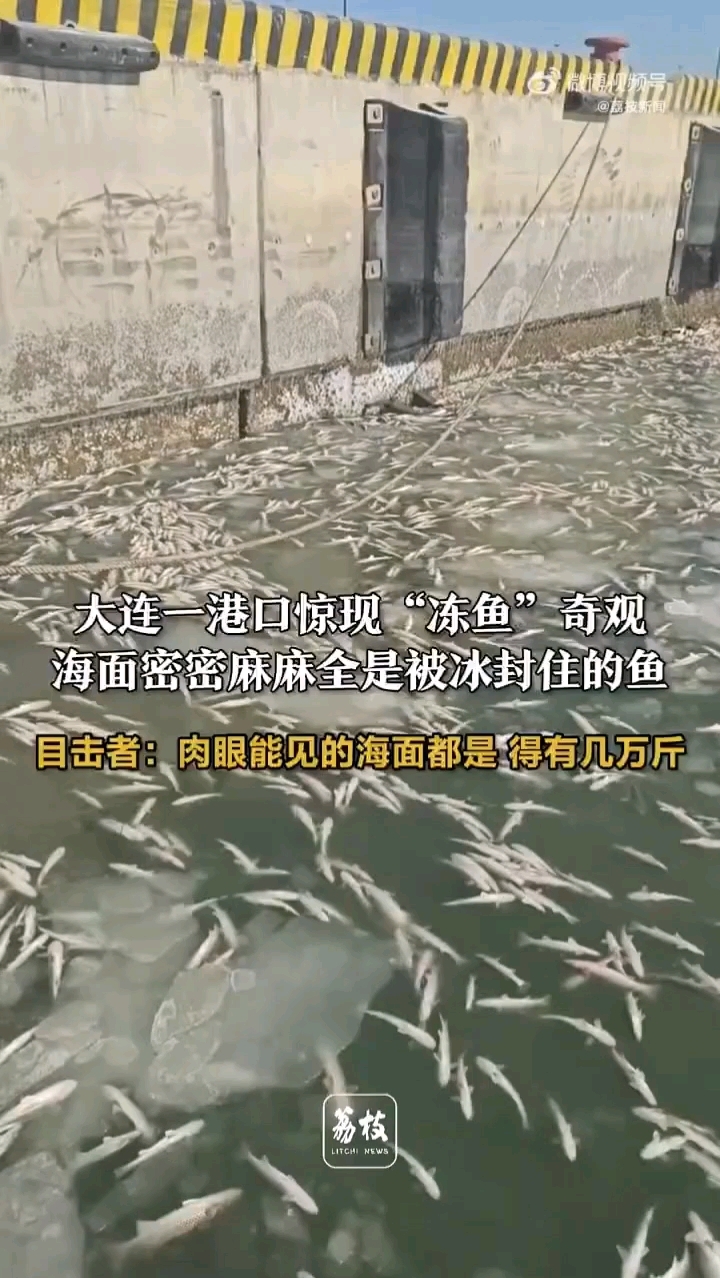 #大连一港口几万斤鱼被冰封冻死#海面密密麻麻全是冻住的鱼#