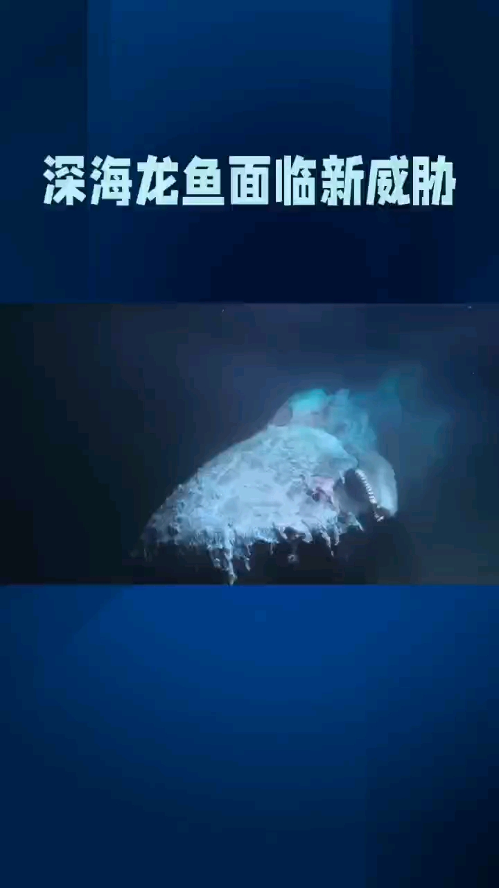 深海龙鱼