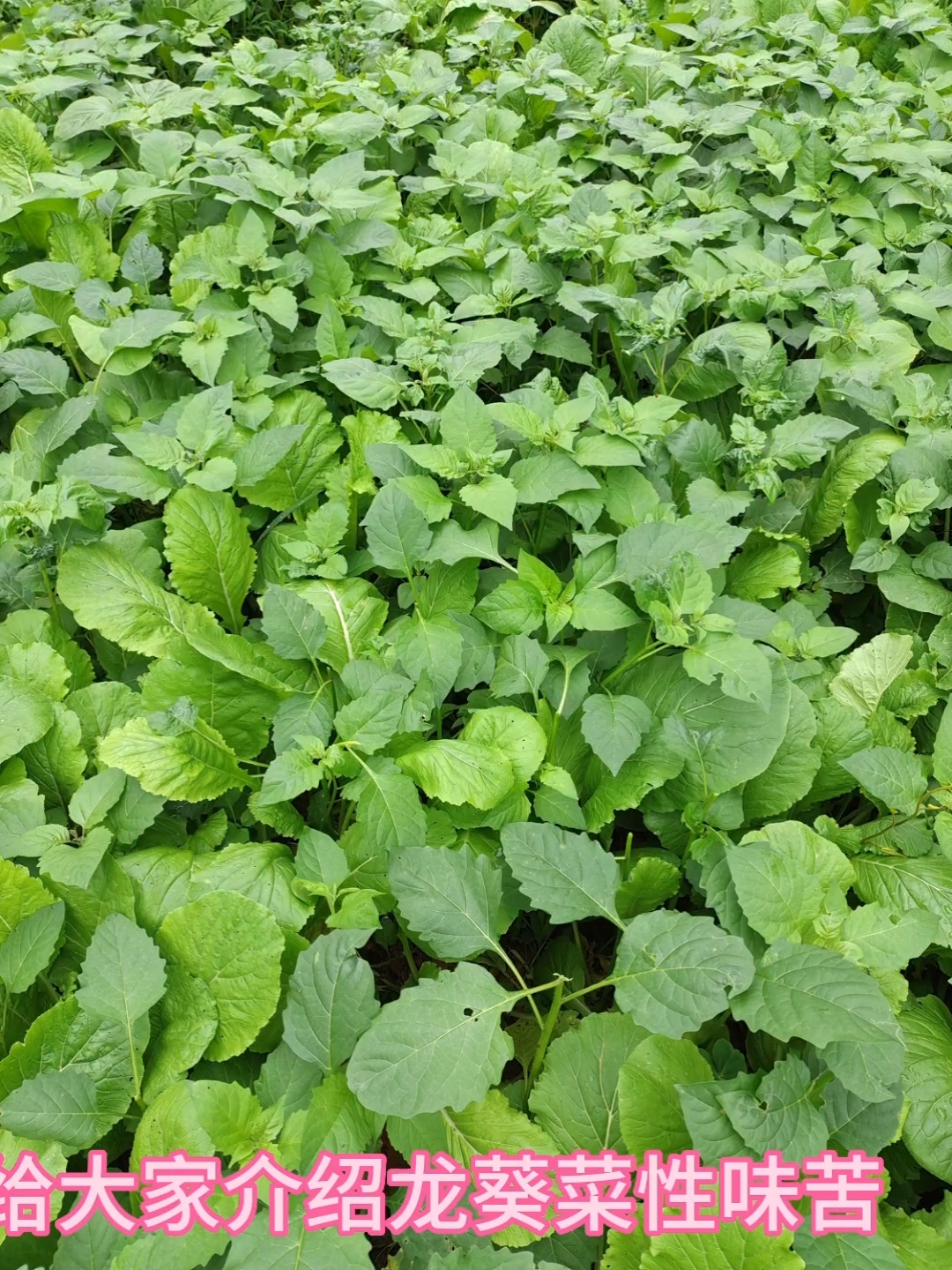 龙葵菜有两种,一种是药材,一种可以当青菜来吃,含清热解毒