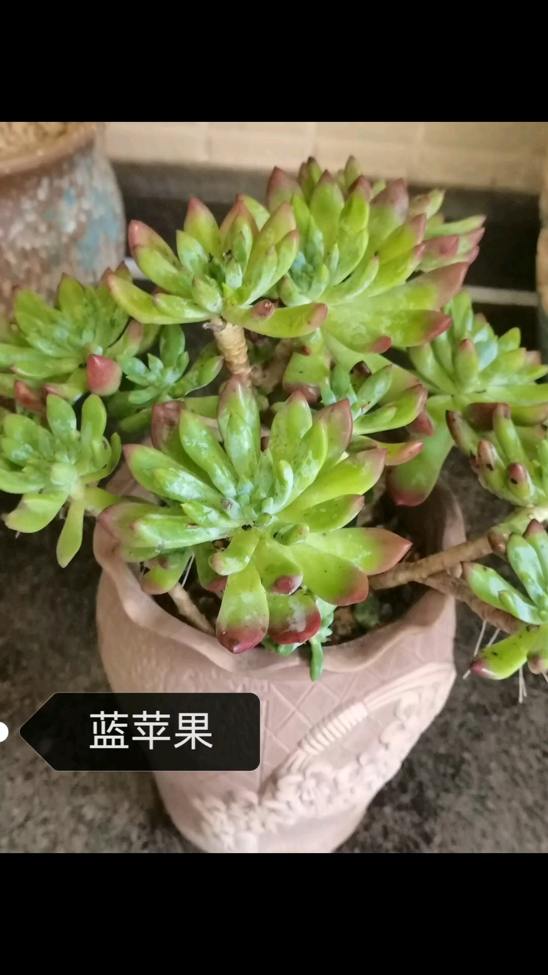 多肉名称,你知道多少?