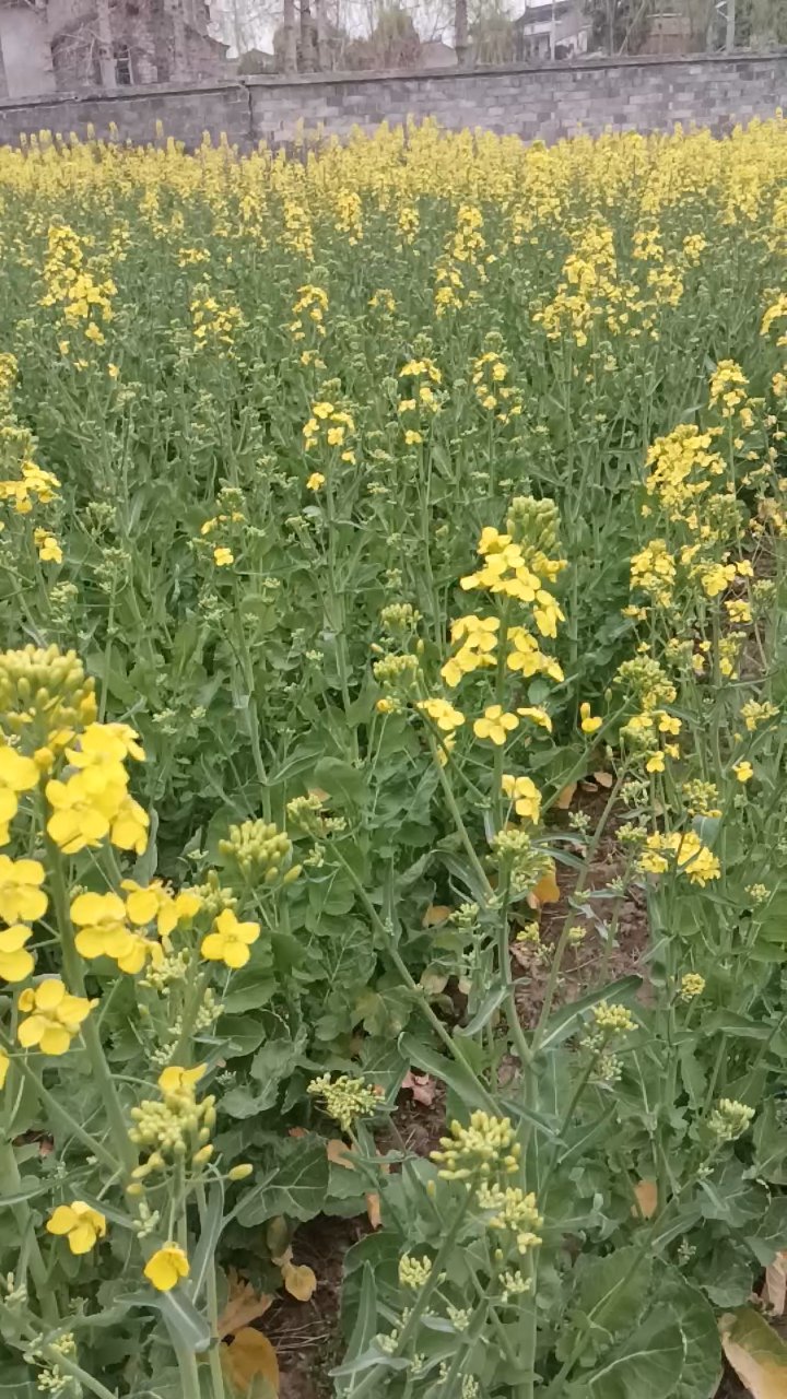春日油菜花海,诗意盎然
