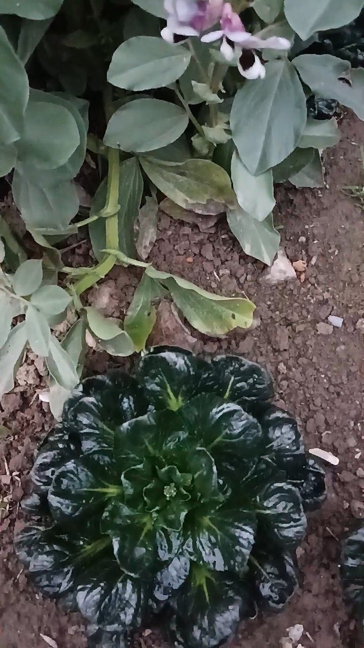 如皋黑塔菜,趁着鲜嫩赶紧尝