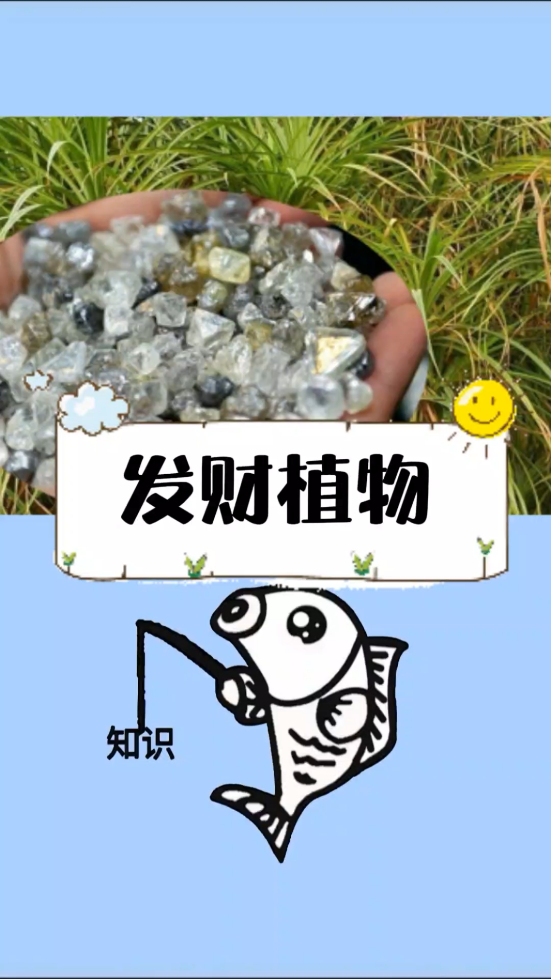 发现一个奇怪现象,野外的发财植物
