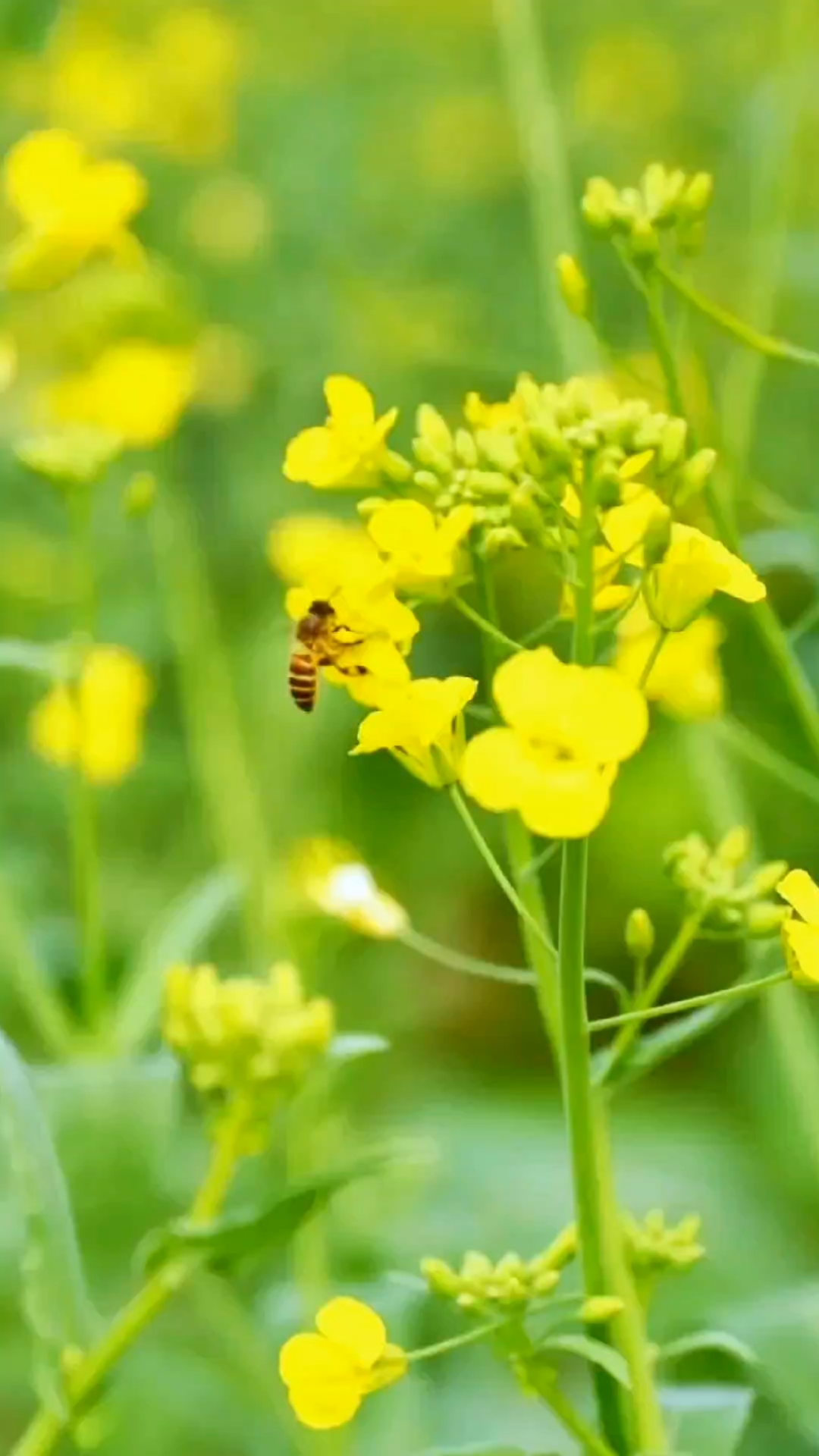 油菜花全面开放了,朋友圈里都在晒油菜花,春天的气息扑面而来。