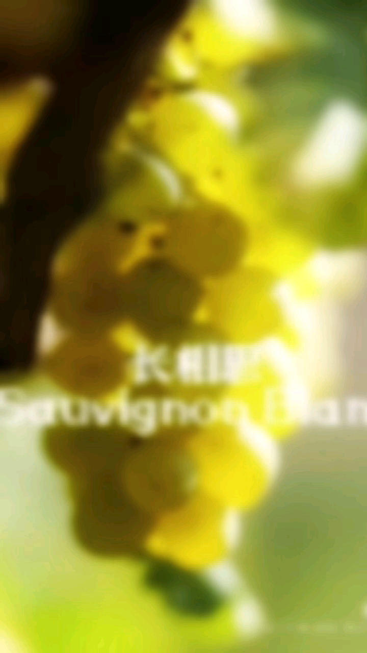 长相思葡萄酒,以纯粹的风味,唤醒你沉睡的味蕾,开启一场舌尖上