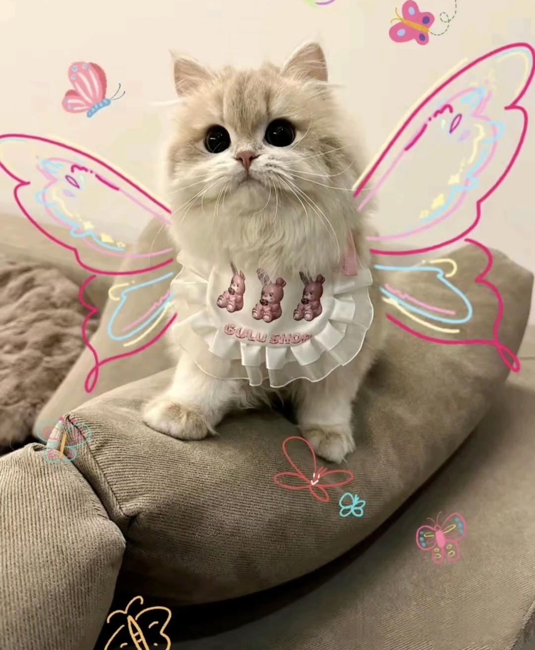 可爱小猫图片,可以当头像哦!