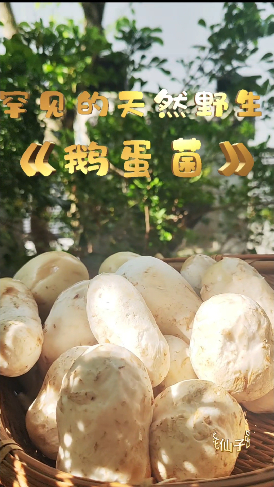四川德阳土特产“鹅蛋菌”