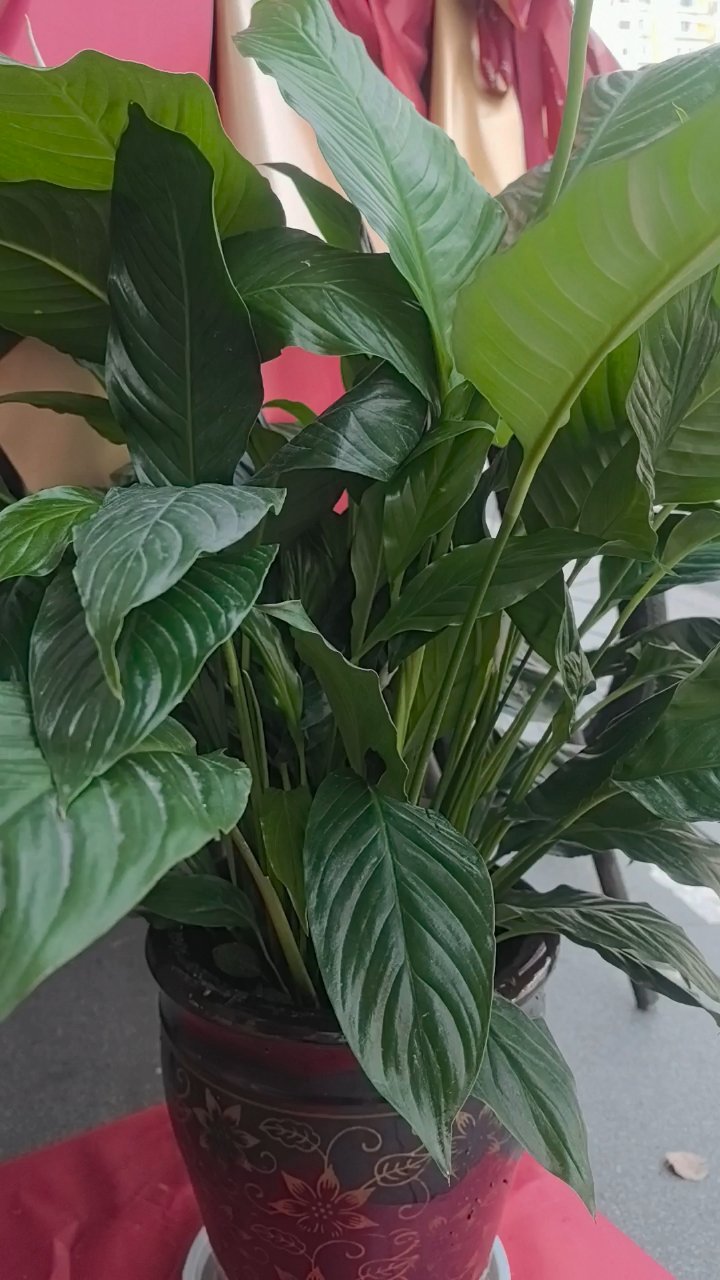 #漂亮的一帆风顺盆栽