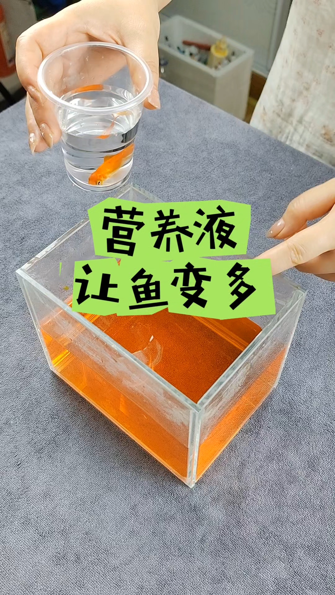 太离谱了!这种营养液真的可以让金鱼无限繁殖吗?