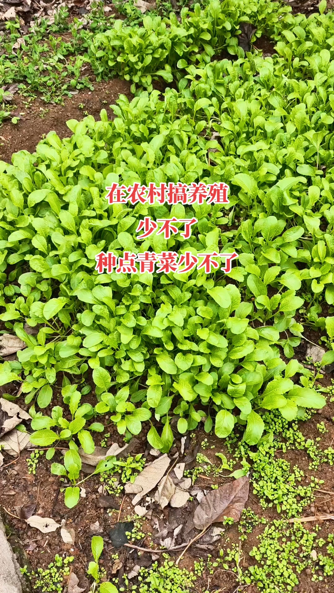 你们家种青菜了没有在农村吃饭会缺青菜吗？#农村养殖 #农村种